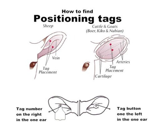 Ear Tags | 6×7.5cm – Livestock ID Tags (20 Pack) | Agri Solsec - Image 5