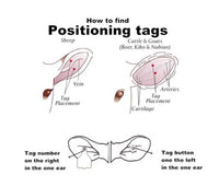 Ear Tag Applicator – Heavy-Duty Cattle Tag Tool | Agri Solsec - Image 5