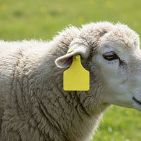 Ear Tags | 6×7.5cm – Livestock ID Tags (20 Pack) | Agri Solsec - Image 9